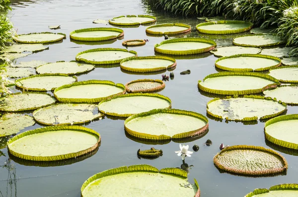 Gigante giglio d'acqua — Foto Stock