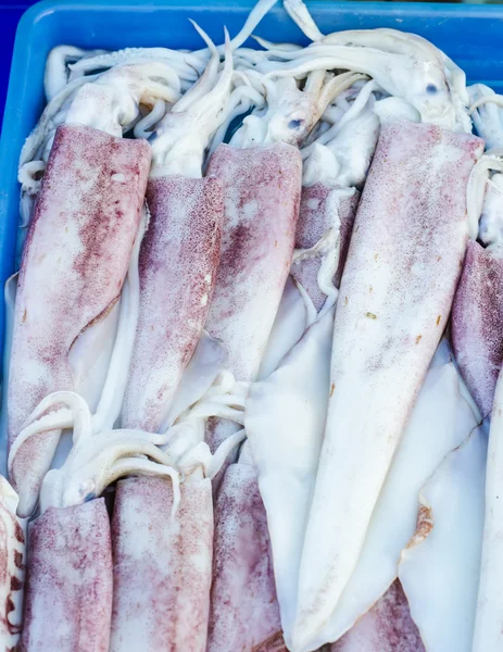 Squid — Stock Photo, Image