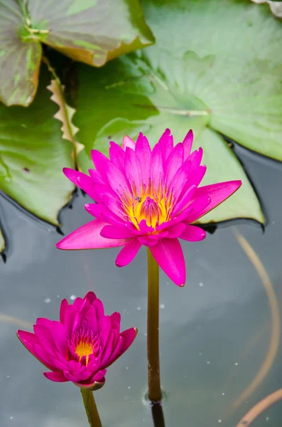 Roze lotus — Stockfoto