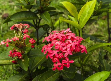 Kırmızı MahS çiçek