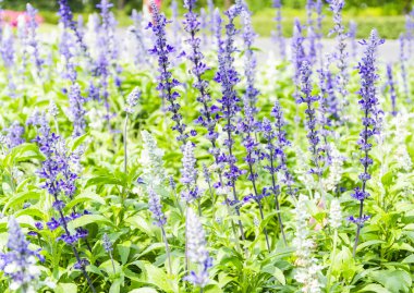 çiçek açan salvia leucantha