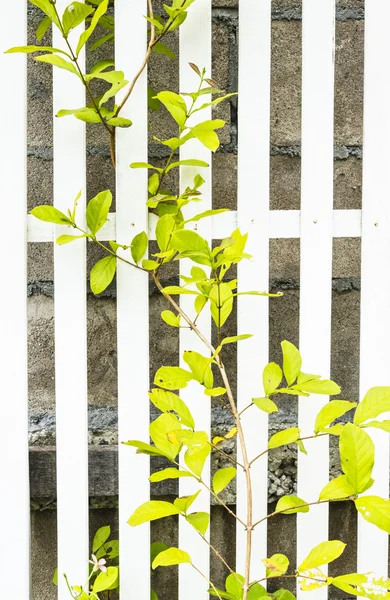 Cerca de madeira branca com hera — Fotografia de Stock