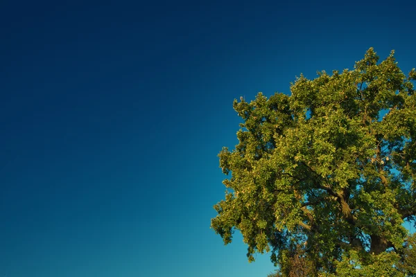 Árvore no céu — Fotografia de Stock