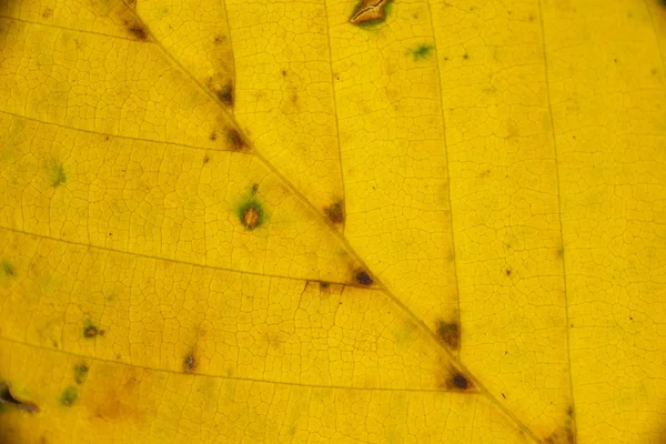 Closeup κίτρινο φύλλο — Φωτογραφία Αρχείου