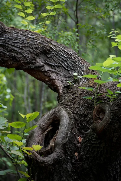 Árvore e folha — Fotografia de Stock