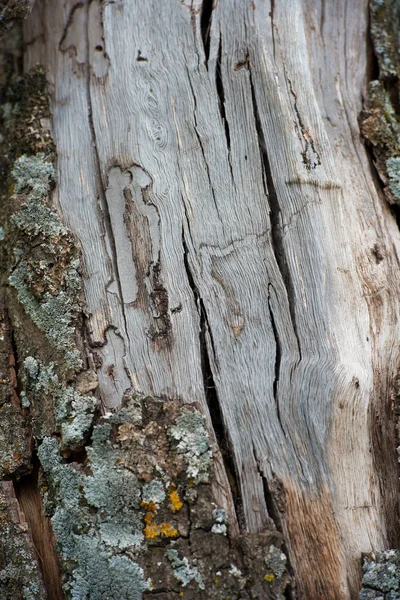 Fondo de madera oscura — Foto de Stock