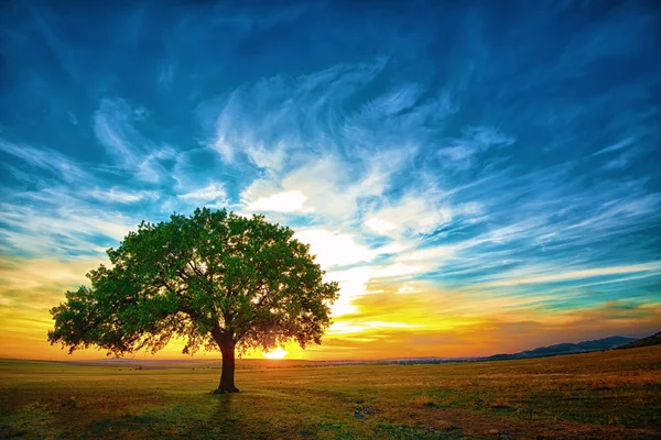 Quercia — Foto Stock