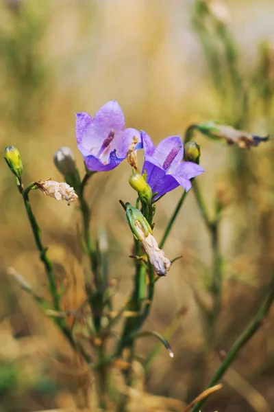 Fiori di viola primaverili selvatici . — Foto Stock