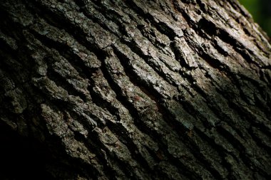 koyu ahşap arka plan