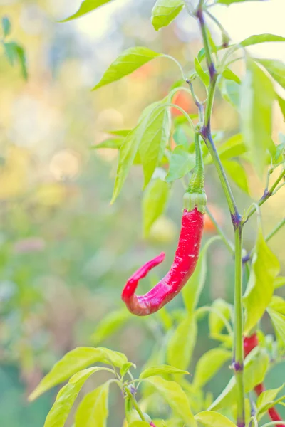 Red hot chili peppers — Stock Photo, Image