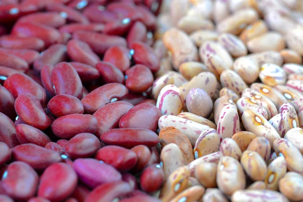 Close-up dry white and red beans on natural light — Stock Photo, Image