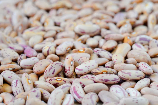 Close-up dry white beans on natural light — Stock Photo, Image
