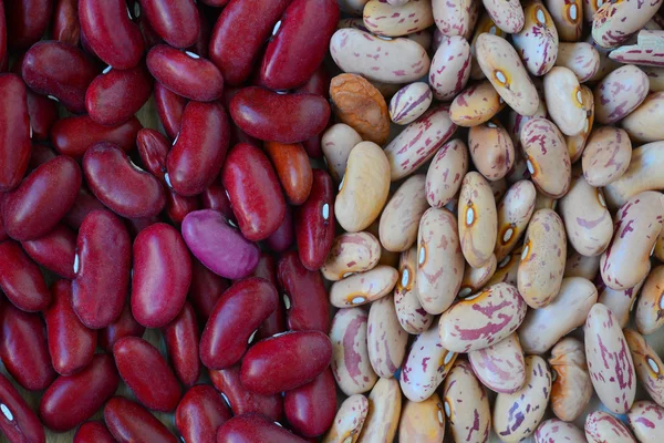 Close-up dry white and red beans — Stock Photo, Image