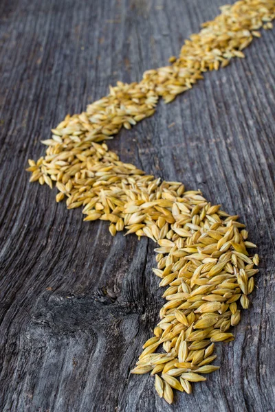 Barley field — Stock Photo, Image