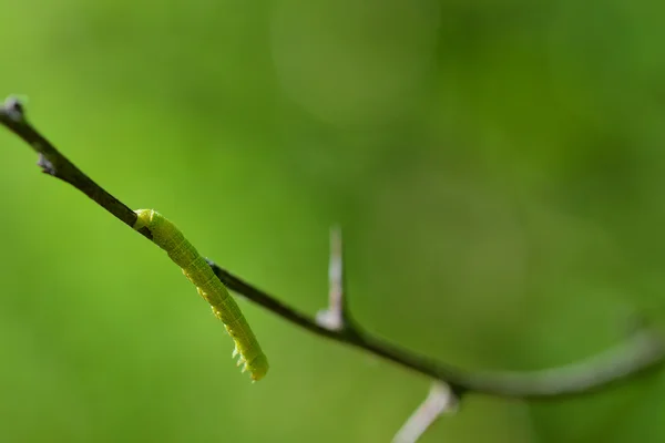 Lagarta verde — Fotografia de Stock