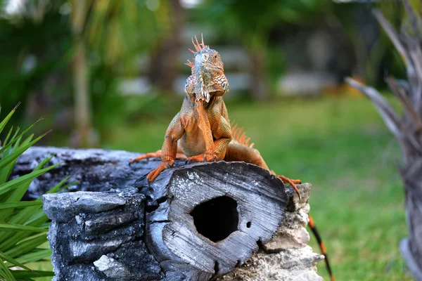 Iguana — Fotografia de Stock