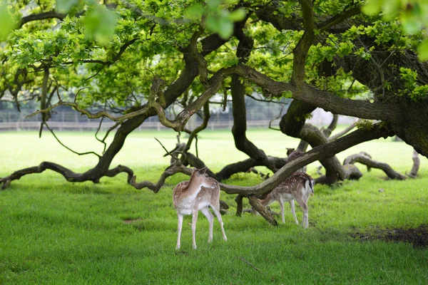 Damherten — Stockfoto