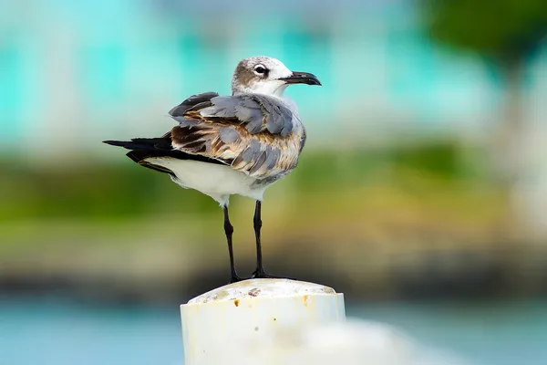 Måsen på havet — Stockfoto