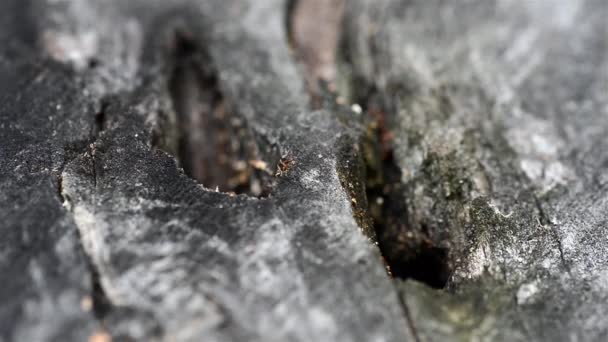 Grupo de hormigas sobre madera — Vídeo de stock
