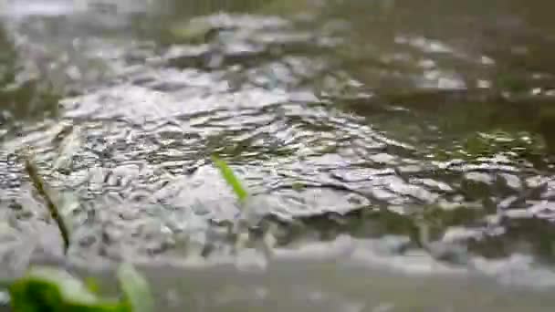 Wody trawa w zwolnionym tempie — Wideo stockowe