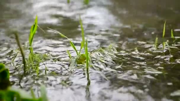 Water and grass Stock Video