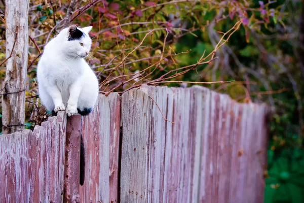 Gato blanco — Foto de Stock