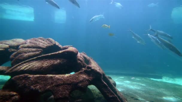 Ikan tropis di atas terumbu karang — Stok Video