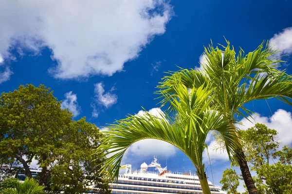 Palme und blauer Himmel — Stockfoto