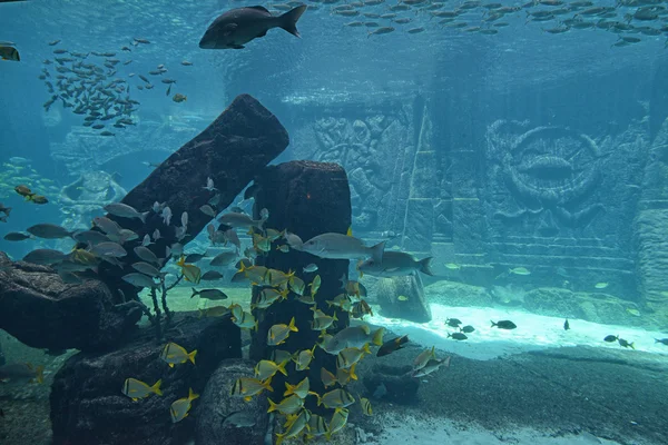 Underwater panorama — Stock Photo, Image