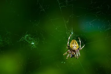 Örümcek ağda