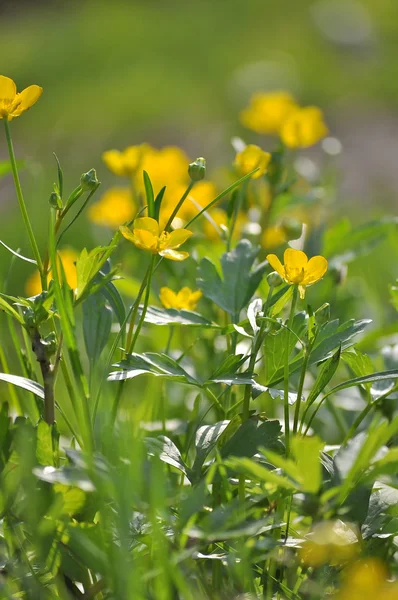 Marsh kadife çiçeği — Stok fotoğraf