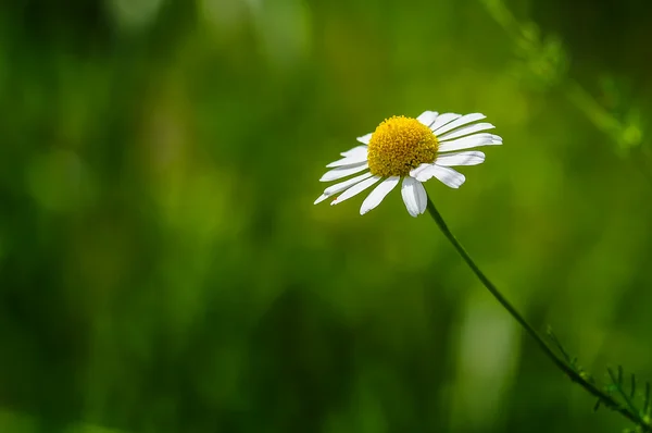 洋甘菊花 — 图库照片