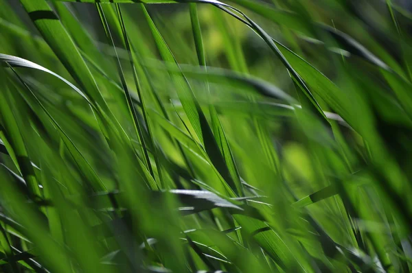 Groen gras zomer achtergrond — Stockfoto