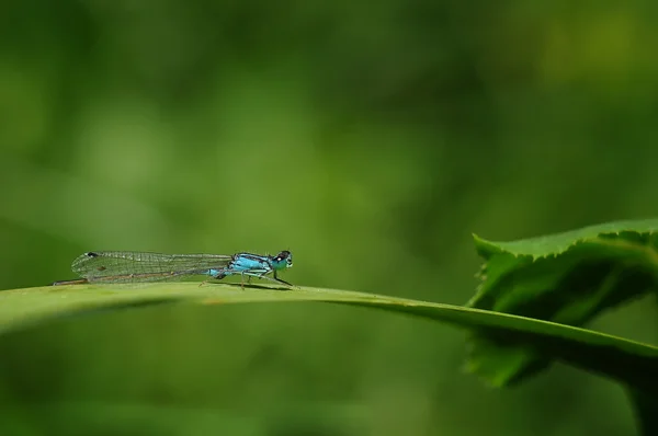 Libelle — Stockfoto