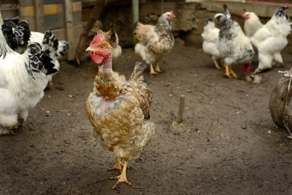 Pollo marrón — Foto de Stock