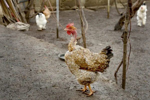 Pollo bruno — Foto Stock