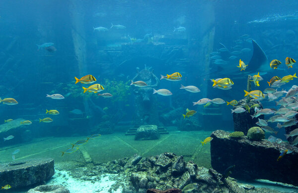 Underwater scene with a lot of colorful fish