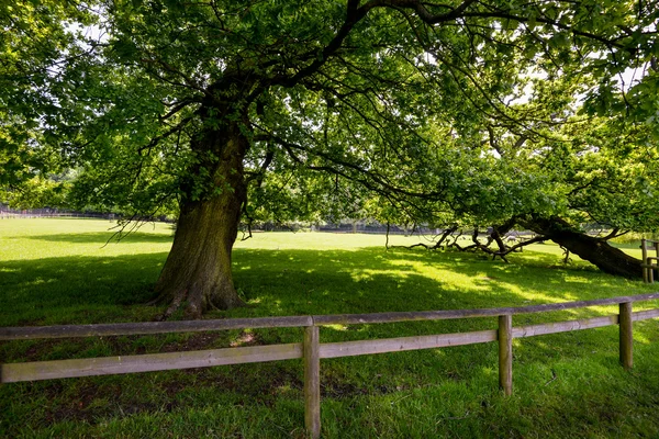 Trä staket och träd — Stockfoto