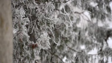 kar ve ağaç