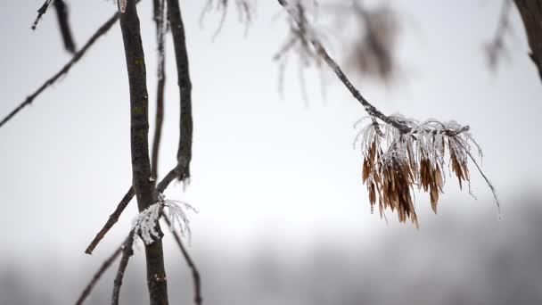 Nieve y árbol — Vídeos de Stock