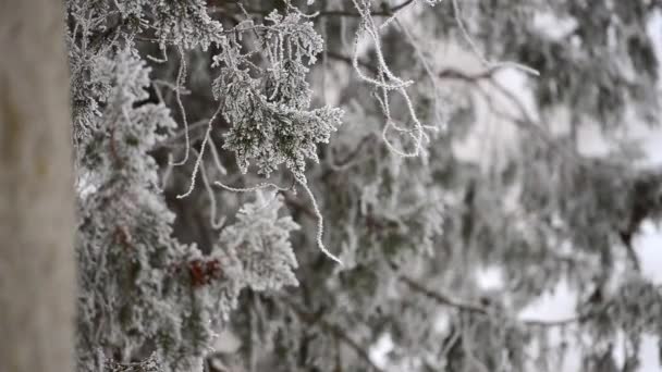 Χιόνι και το δέντρο — Αρχείο Βίντεο