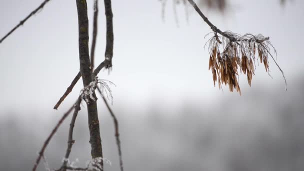 Nieve y árbol — Vídeos de Stock