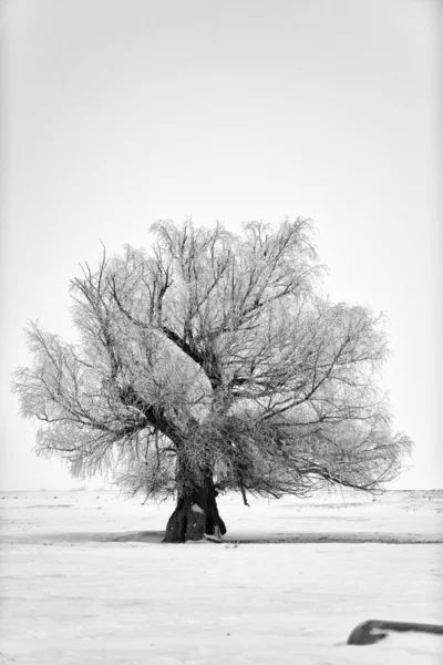 Baum — Stockfoto