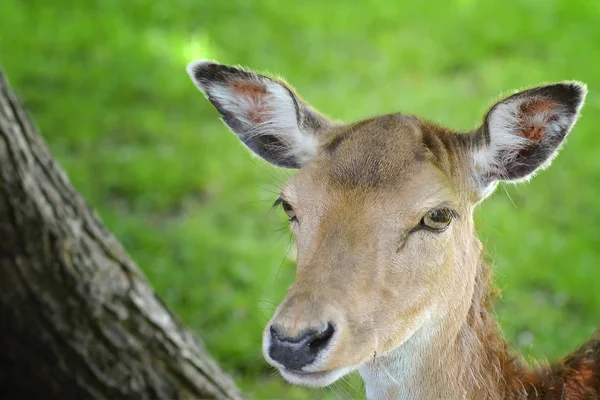 Fallow Cabeça de veado — Fotografia de Stock