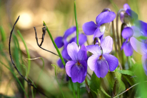 紫色の花 — ストック写真