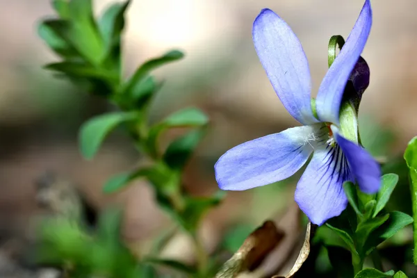 Fiori viola — Foto Stock