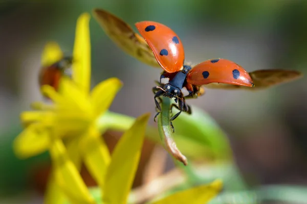 Coccinella rossa — Foto Stock