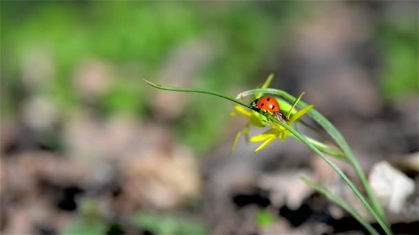 Coccinelle rouge 