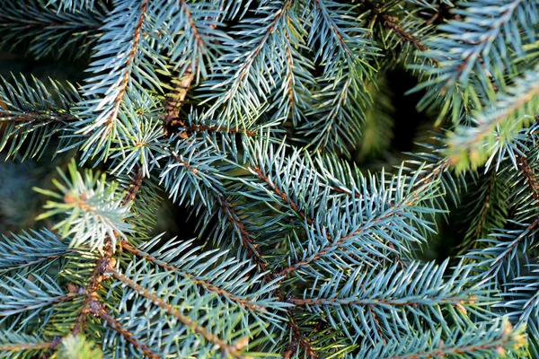 Fir branches — Stock Photo, Image