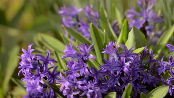 Paarse hyacint — Stockvideo